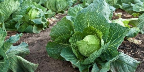 Šta saditi pored kupusa